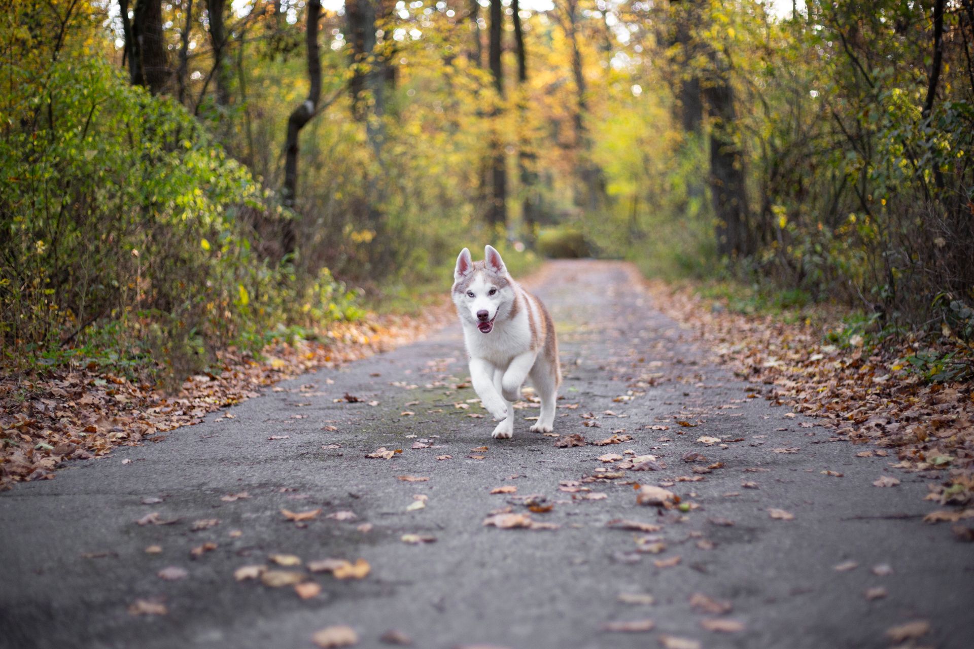 Цуценя хаскі різноокий хлопчик КСУ