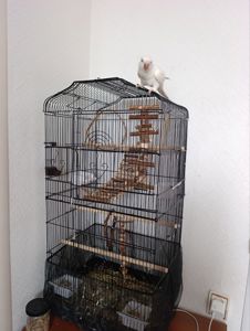 Продам птенца монаха редкого окраса с клеткой