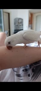 Продам птенца монаха редкого окраса с клеткой