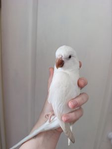 Продам птенца монаха редкого окраса с клеткой