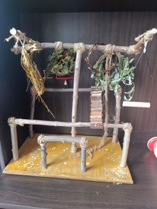 Продам птенца монаха редкого окраса с клеткой