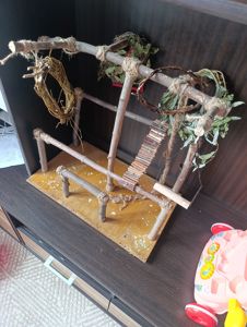 Продам птенца монаха редкого окраса с клеткой