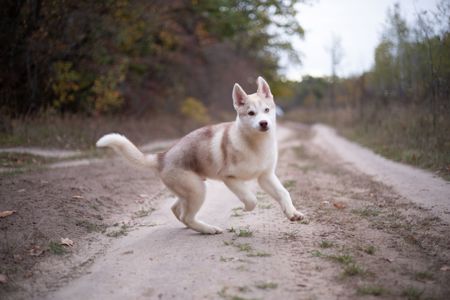 Цуценя хаскі КСУ