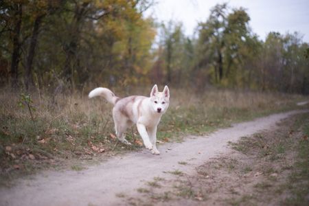 Цуценя хаскі КСУ