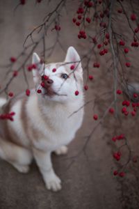 Цуценя хаскі КСУ