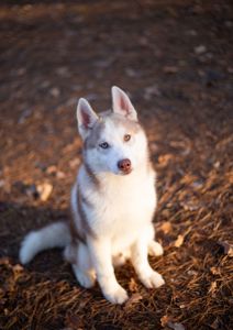 Цуценя хаскі різноокий хлопчик КСУ