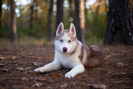 Цуценя хаскі різноокий хлопчик КСУ