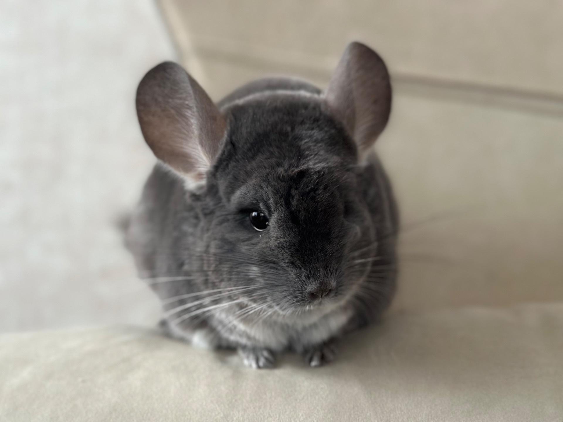 Шиншила дівчинка фіолетова