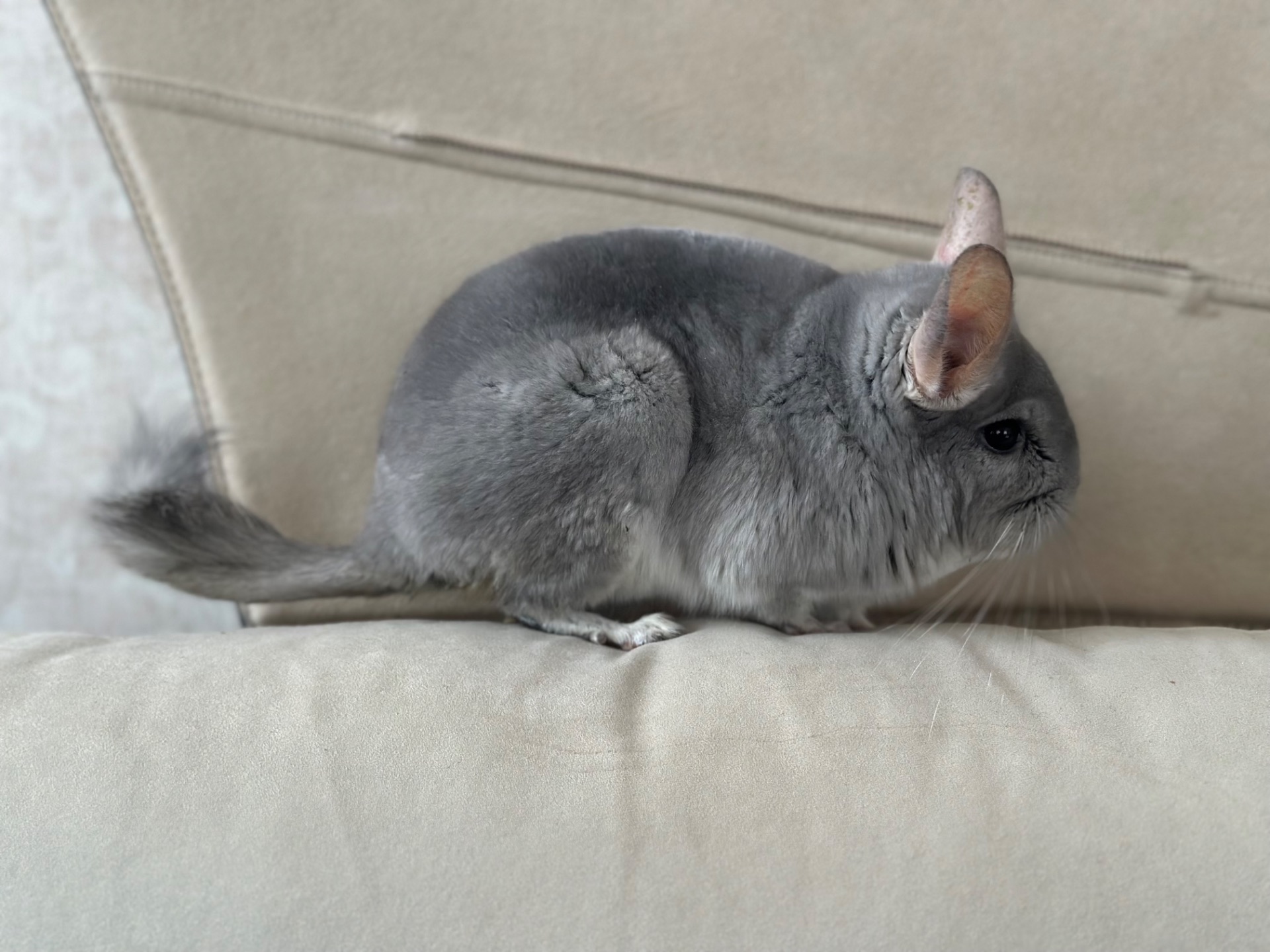 Шиншилка дівчинка блакитний діамант