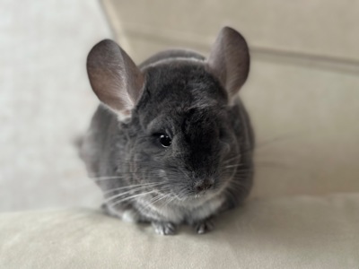 Шиншила дівчинка фіолетова