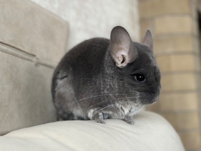 Шиншила дівчинка фіолетова