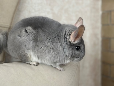 Шиншилка дівчинка блакитний діамант