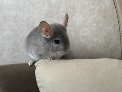 Шиншилка дівчинка блакитний діамант