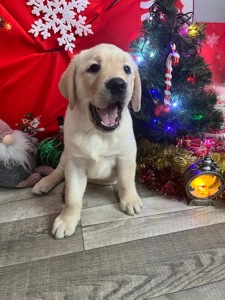 Щенки лабрадор-ретривер