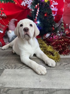 Щенки лабрадор-ретривер