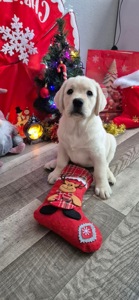 Щенки лабрадор-ретривер