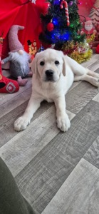 Щенки лабрадор-ретривер