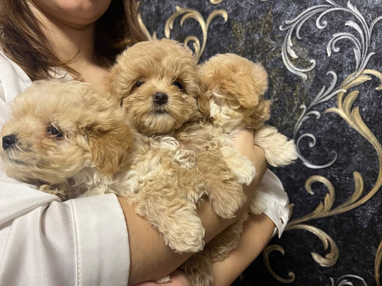 Дітки Мальтіпу модної дизайнерської породи