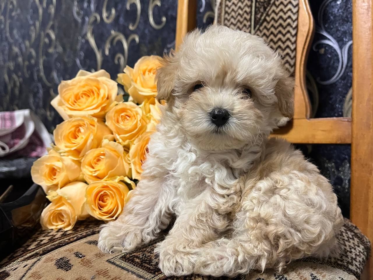 Дітки Мальтіпу модної дизайнерської породи