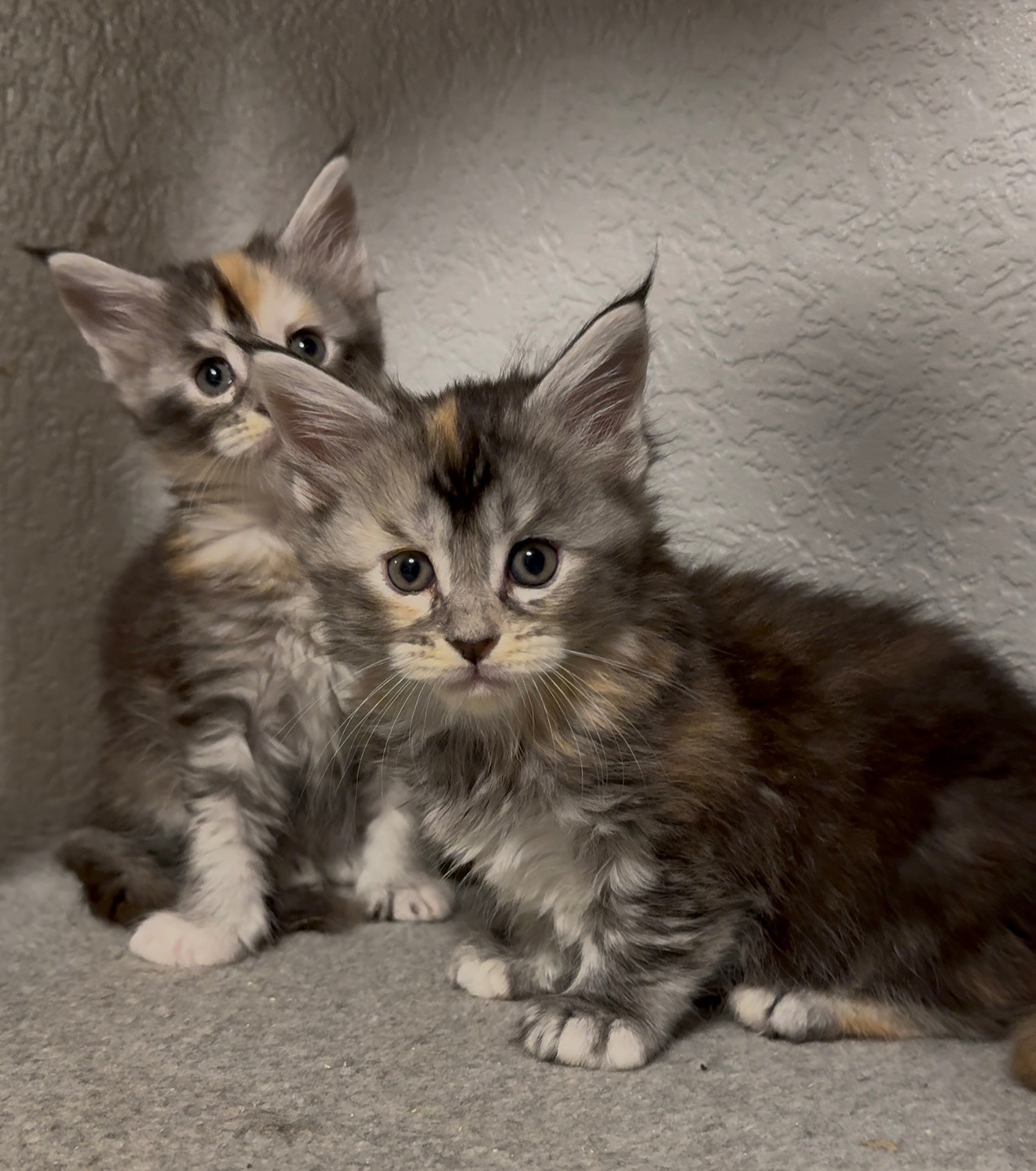 Дівчинка мейн-кун з документами