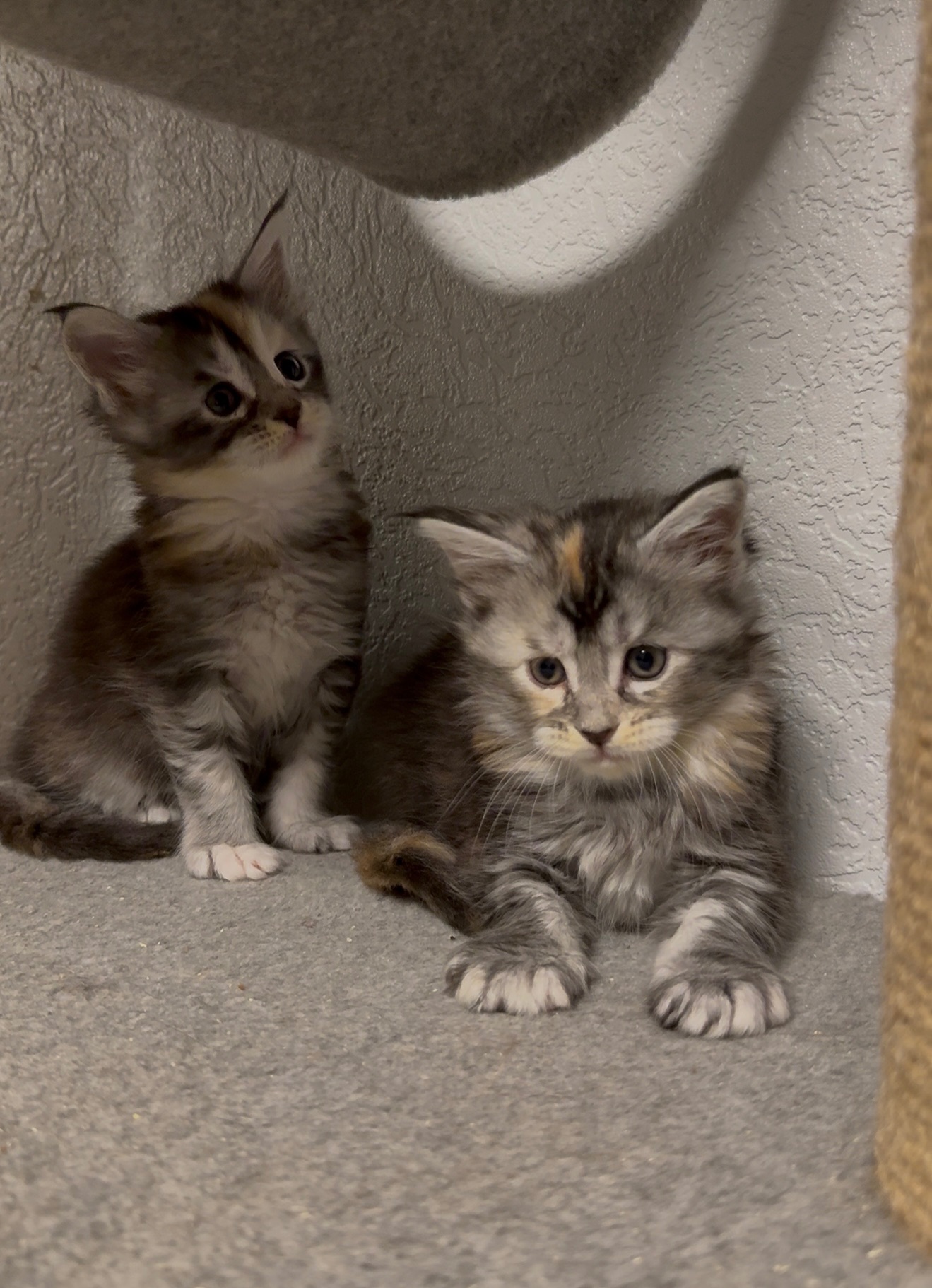 Дівчинка мейн-кун з документами