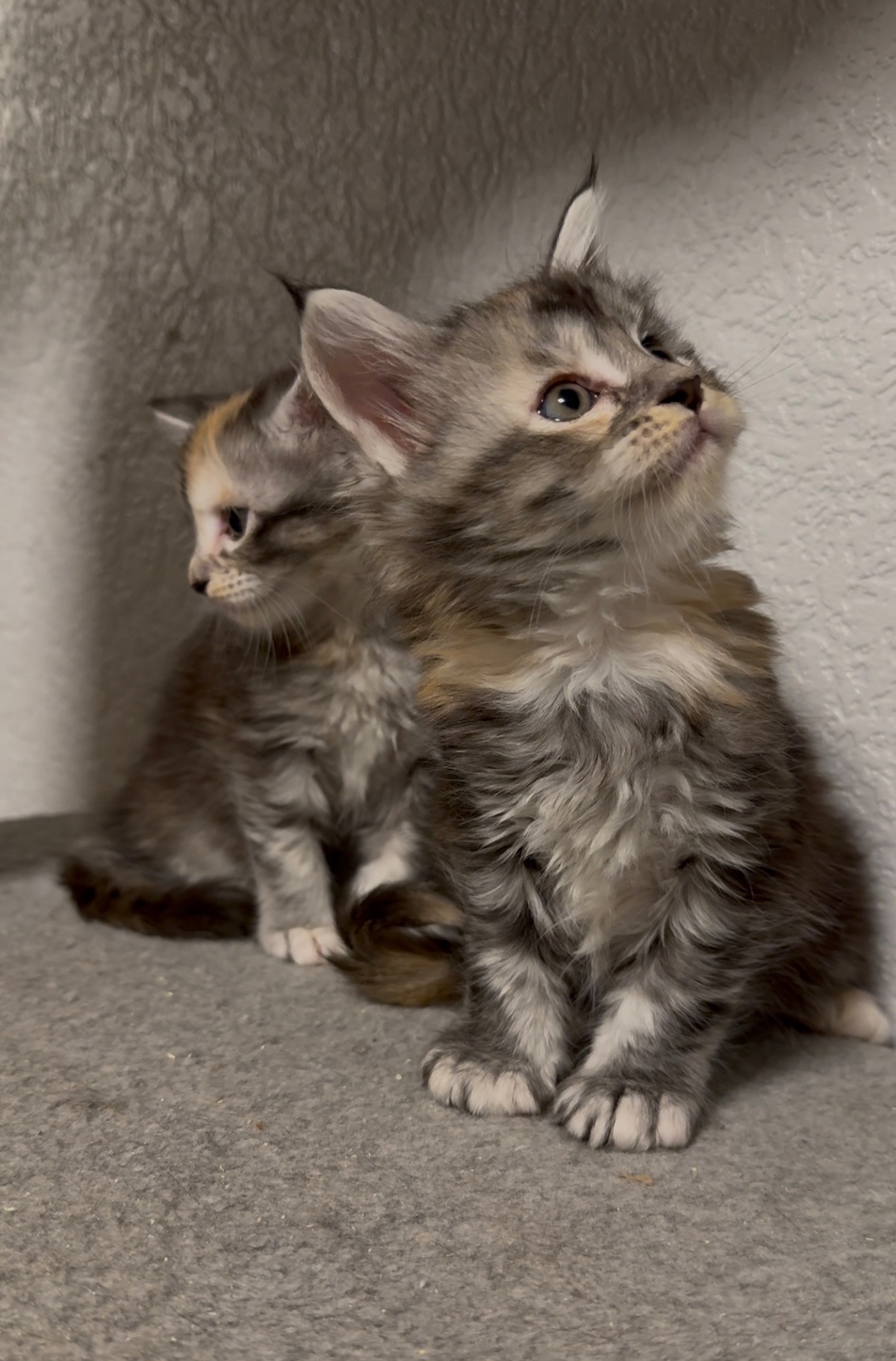 Дівчинка мейн-кун з документами