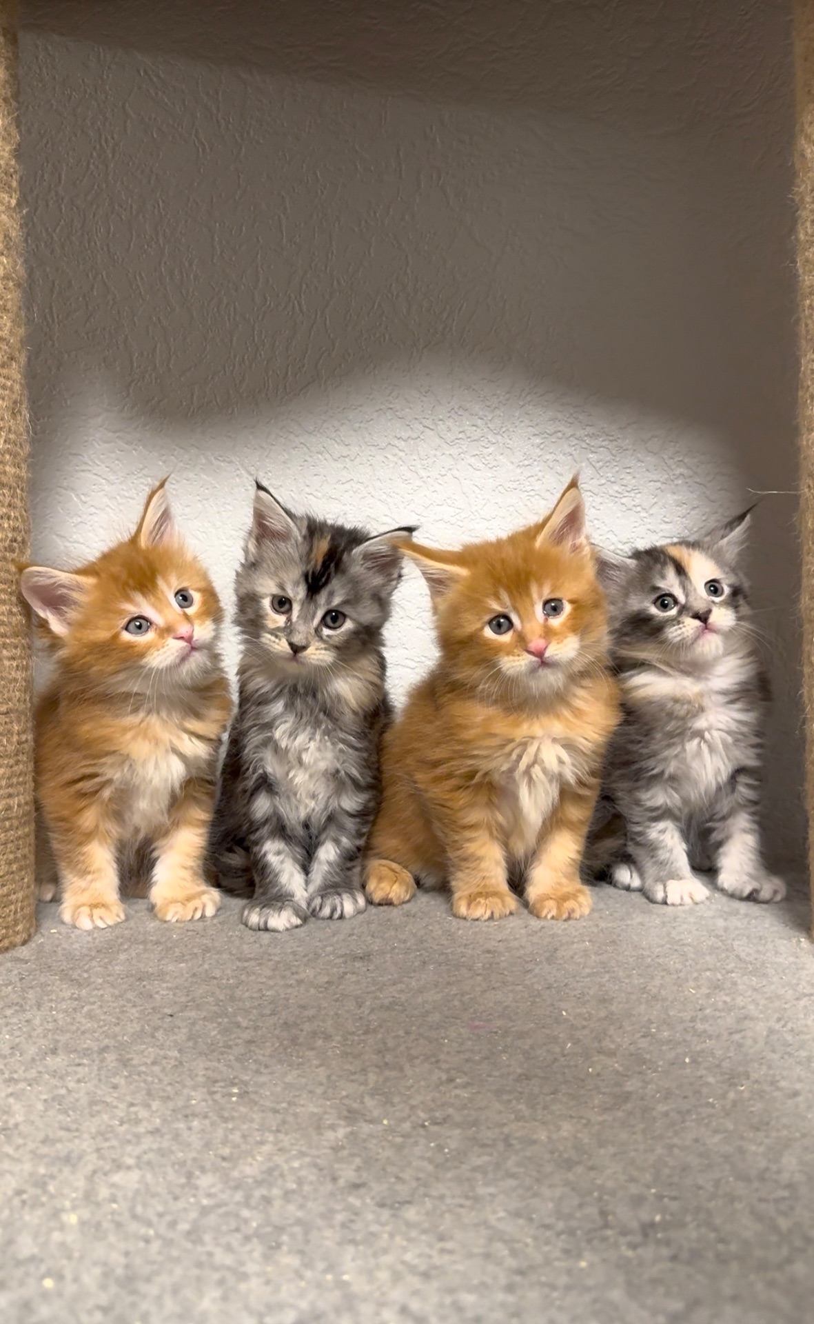 Рижий хлопчик мейн-кун