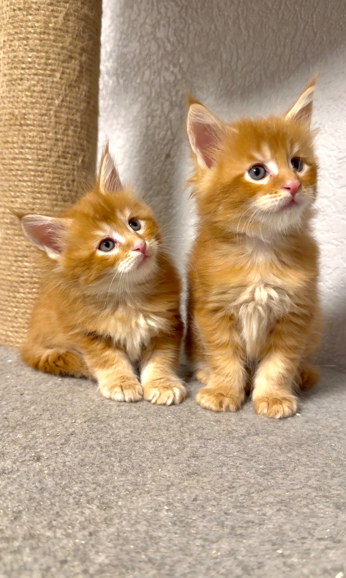 Рижий хлопчик мейн-кун