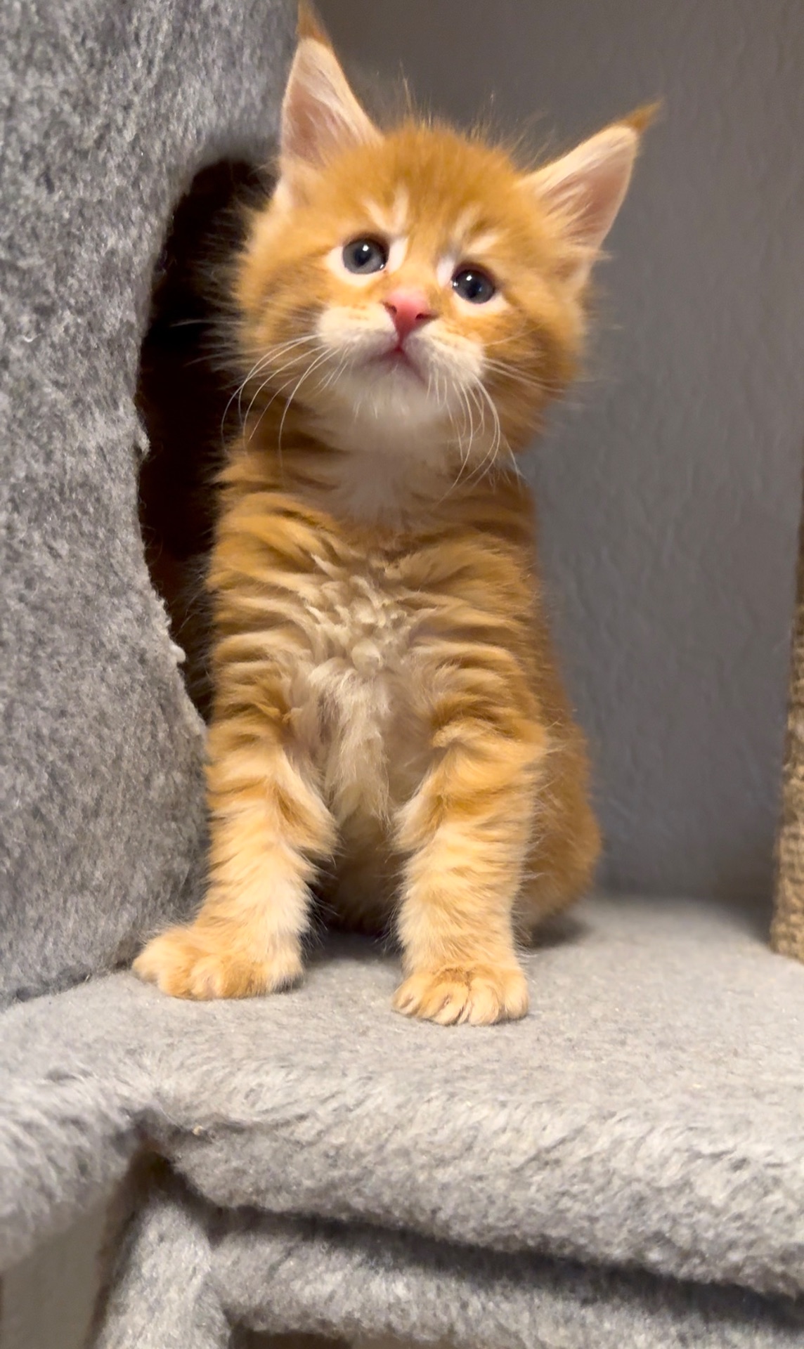 Рижий хлопчик мейн-кун