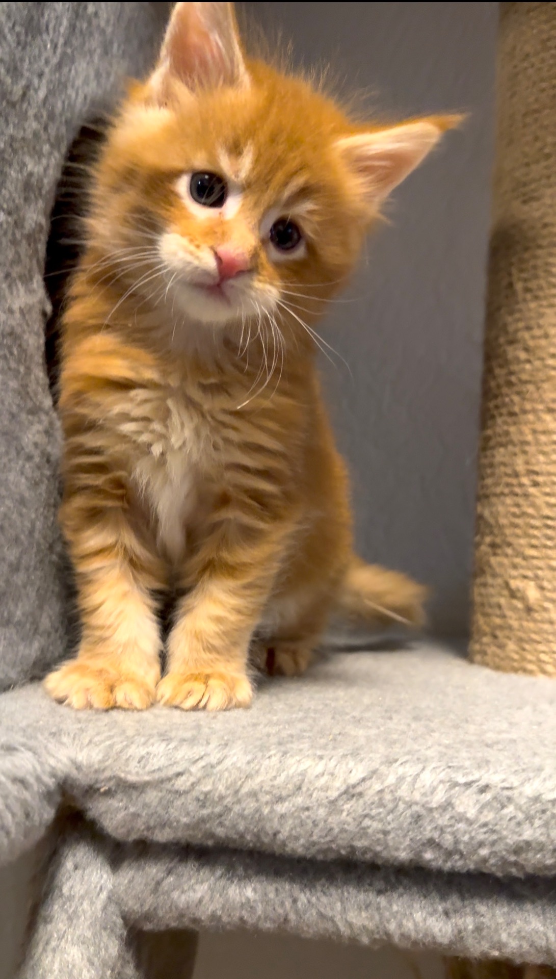 Рижий хлопчик мейн-кун