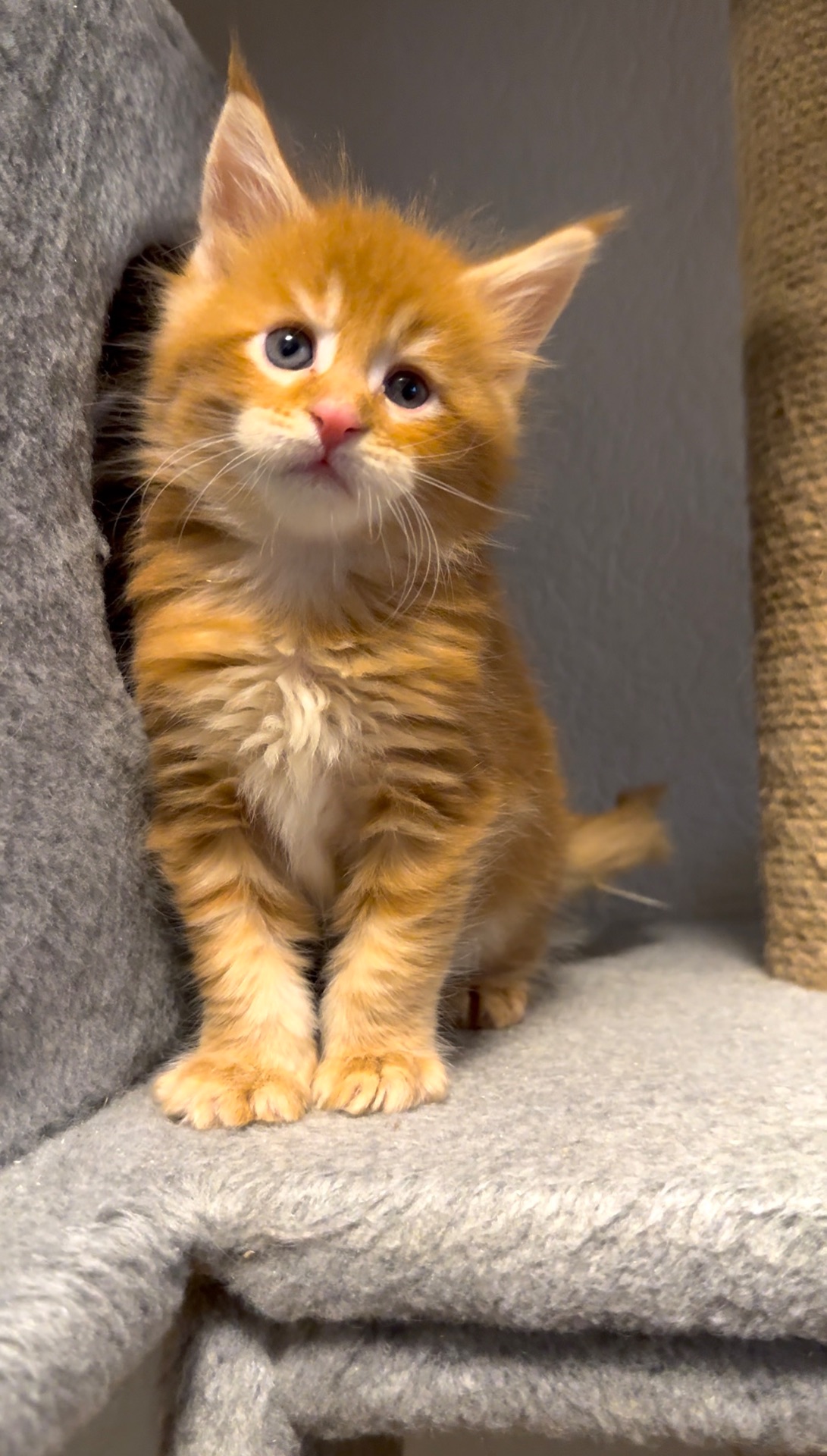 Рижий хлопчик мейн-кун