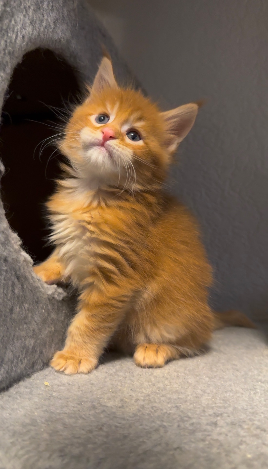 Рижий хлопчик мейн-кун