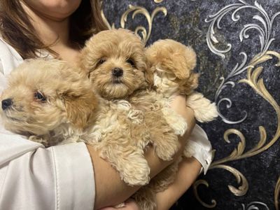 Дітки Мальтіпу модної дизайнерської породи