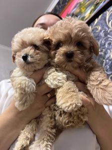 Дітки Мальтіпу модної дизайнерської породи