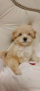 Дітки Мальтіпу модної дизайнерської породи