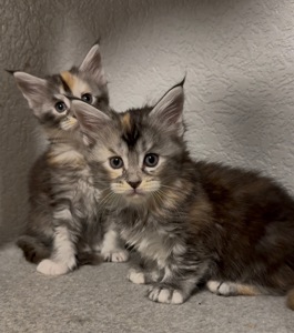 Дівчинка мейн-кун з документами