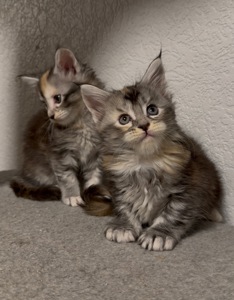 Дівчинка мейн-кун з документами