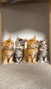 Рижий хлопчик мейн-кун