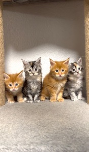 Рижий хлопчик мейн-кун