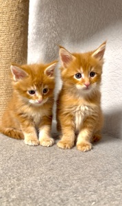 Рижий хлопчик мейн-кун