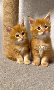 Рижий хлопчик мейн-кун