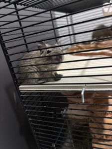 Дегу (білка)