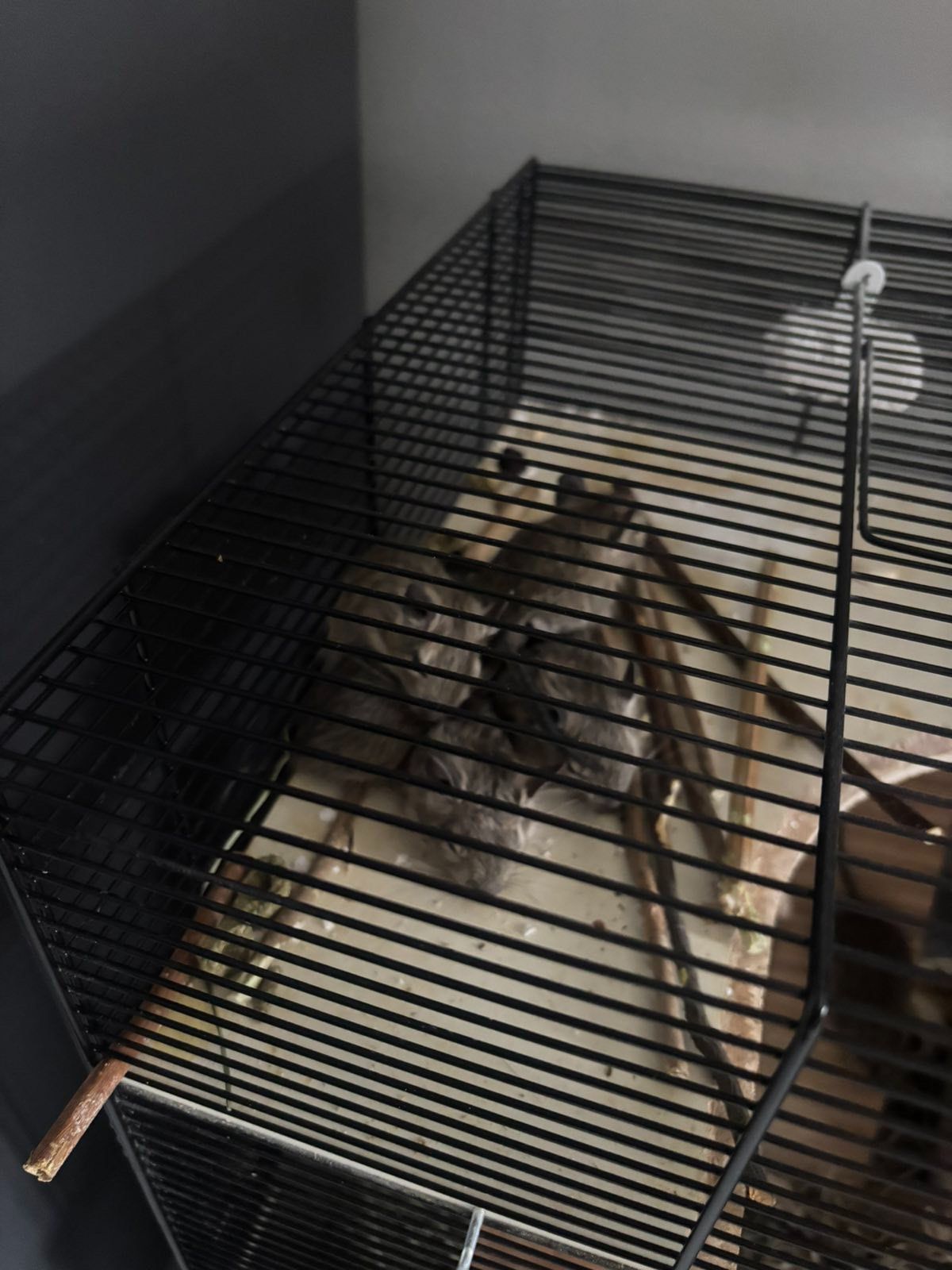 Дегу (білка)