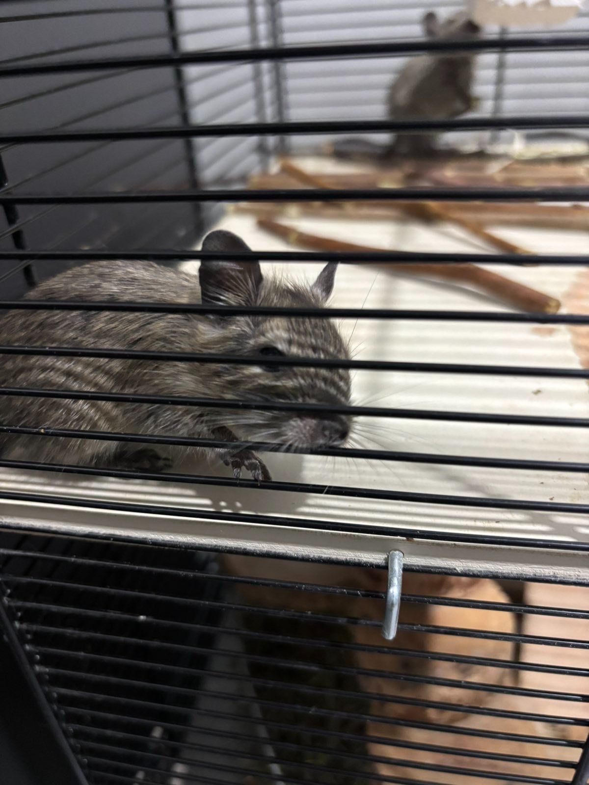 Дегу (білка)