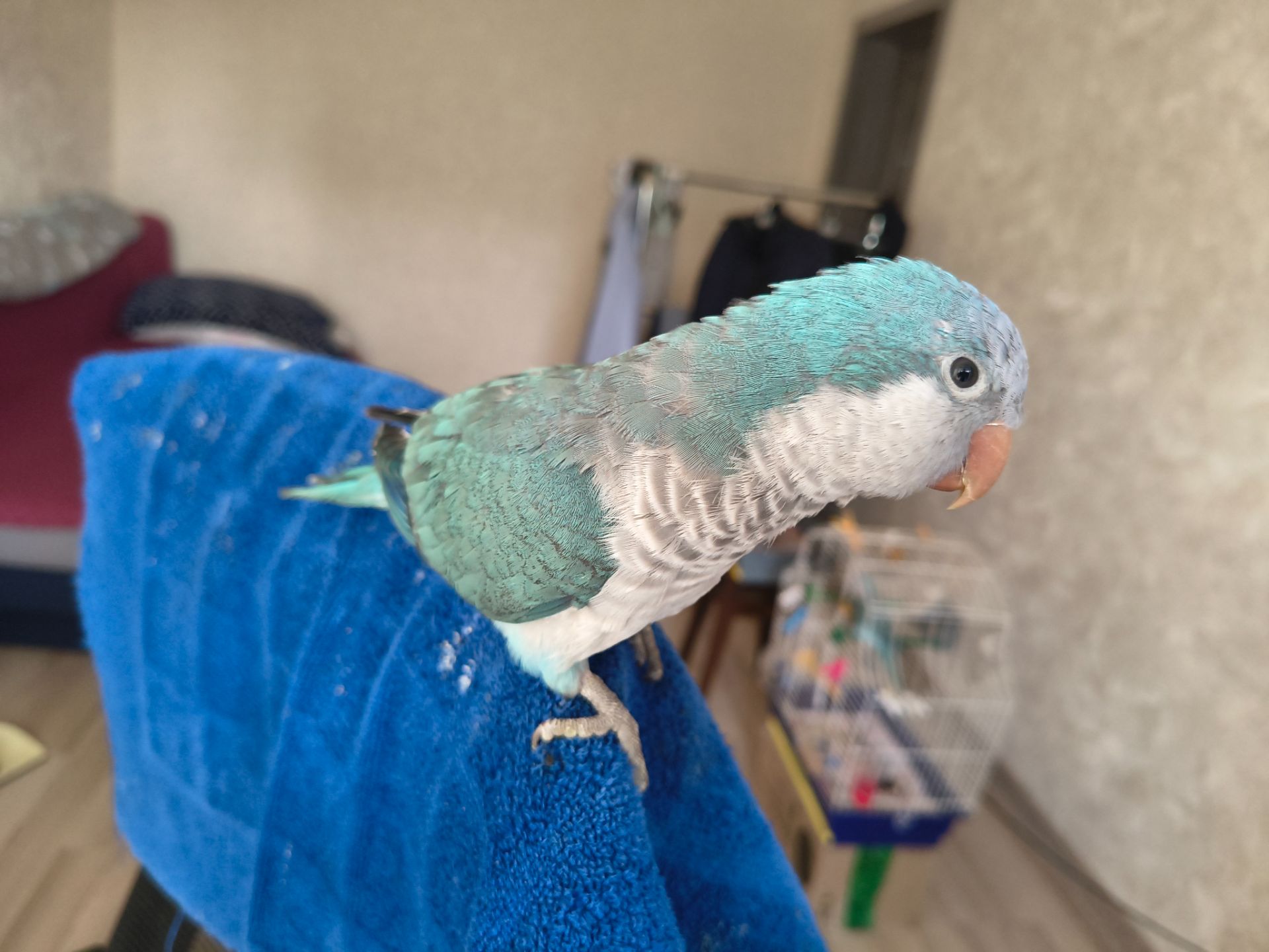 Каліта-Монах (Квакер)