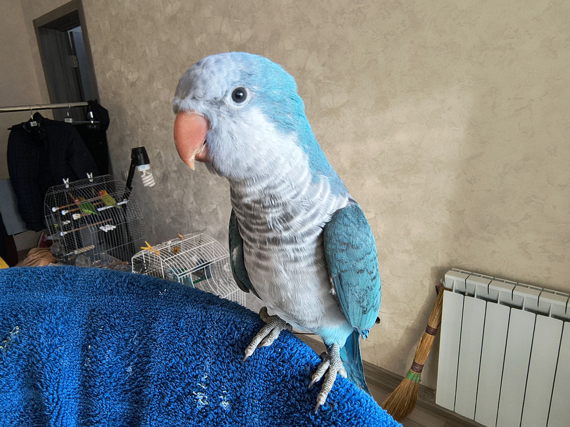 Каліта-Монах (Квакер)