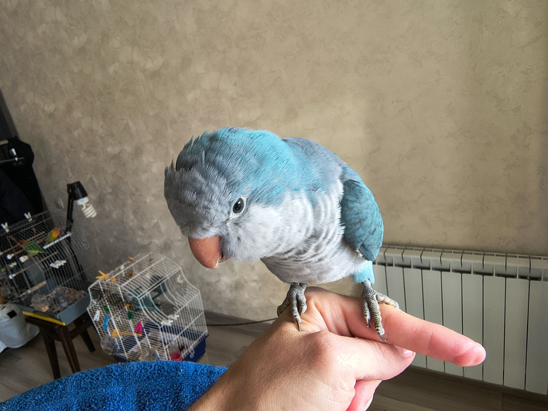 Каліта-Монах (Квакер)