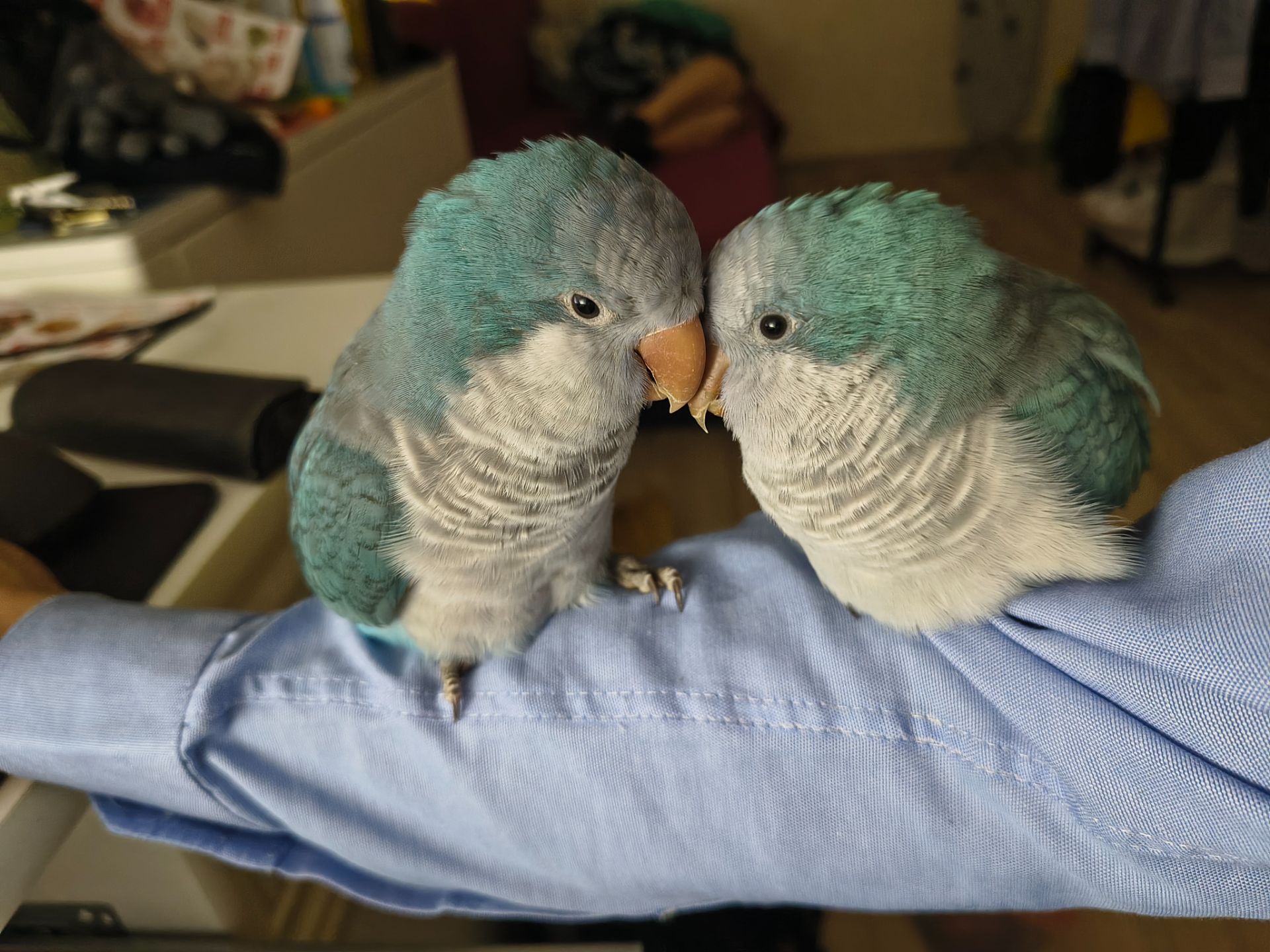 Каліта-Монах (Квакер)