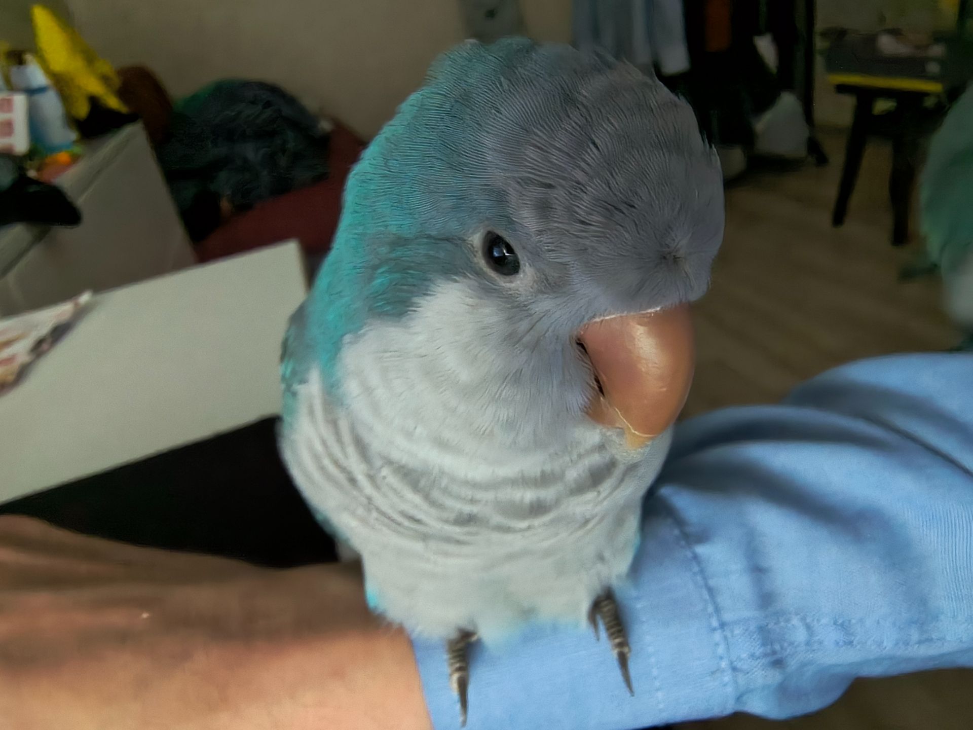 Каліта-Монах (Квакер)