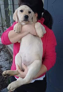 Цуценята лабрадорчики